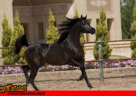 میزبانی جشنواره زیبایی اسب ایران به اشکذر رسید