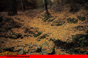 برگ هایی پاییزی در بوشهر برای عکس های یادگاری و تصاویر پاییزی