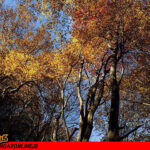 برگ هایی پاییزی در بوشهر برای عکس های یادگاری و تصاویر پاییزی