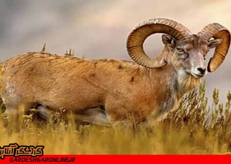 برگزاری تور شکارچیان خارجی در اصفهان کذب است