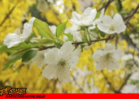 «هانامی» ژاپن یا جشن شکوفه‌ها در مراغه؟