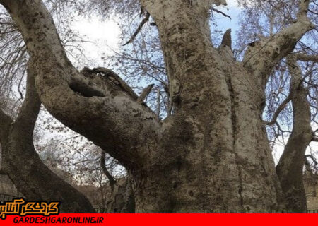 چرا درخت کهنسال داغداغان ثبت ملی نشد؟