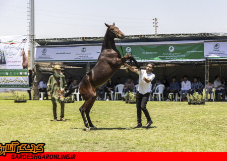 چهارمین جشنواره ملی زیبایی اسب اصیل ترکمن برگزار شد