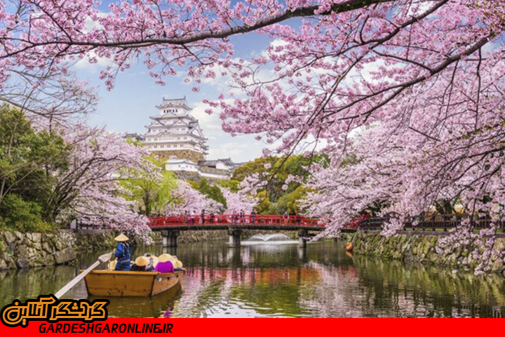 شکوفه‌های گیلاس ژاپن عجله کردند