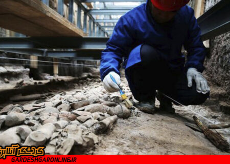 بقایای حیوانات کمیاب در چین کشف شد