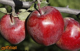 جشنواره گردشگری سیب‌ درختی مجن برگزار می‌شود