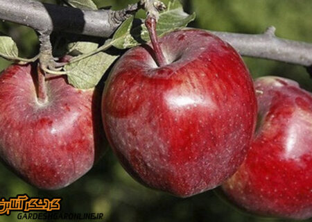 جشنواره گردشگری سیب‌ درختی مجن برگزار می‌شود