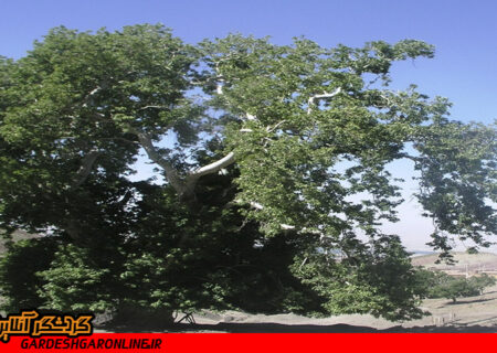 ثبت درخت چنار کهنسال ۴۰۰ ساله روستای داس در فهرست میراث طبیعی ملی