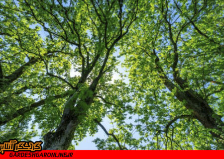 درختان کهنسال شمال تهران تیمار و تقویت شدند