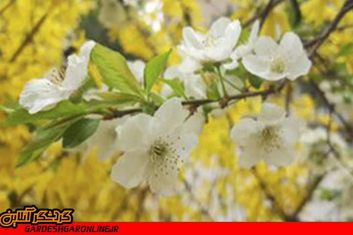 «هانامی» ژاپن یا جشن شکوفه‌ها در مراغه؟