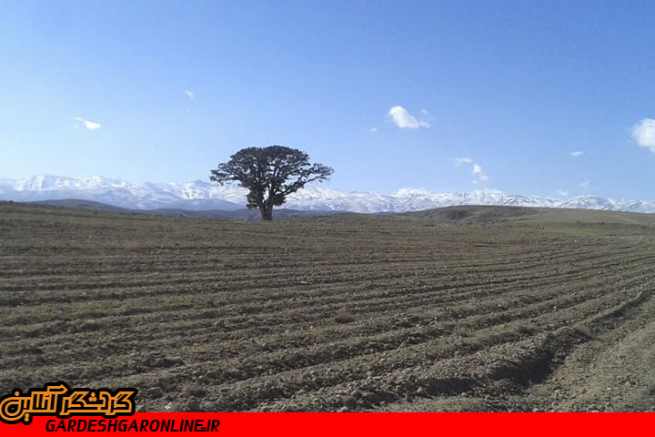 صدور محکومیت حبس برای مسببان قطع درخت کهنسال ارس در شهرستان شیروان