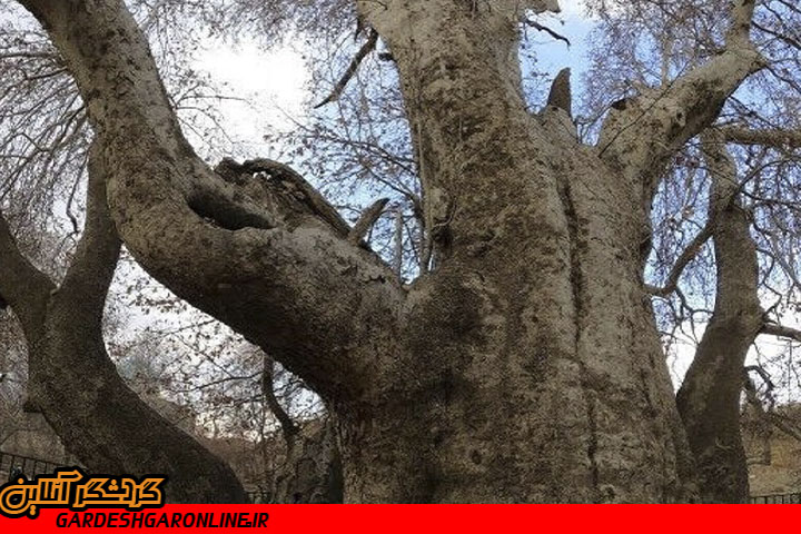 چرا درخت کهنسال داغداغان ثبت ملی نشد؟
