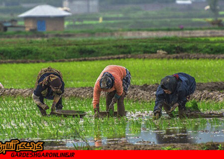 گردشگری کشاورزی در صومعه‌سرا گیلان تقویت می‌شود