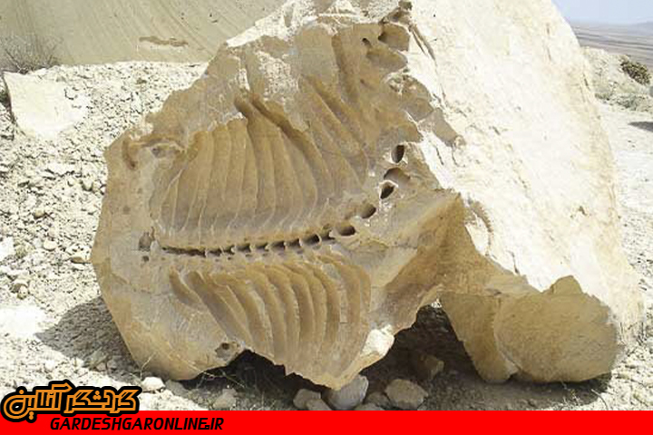 فسیل‌های ۲۰ میلیون ساله شیرین‌سو جاذبه‌ گردشگری بی‌نظیر