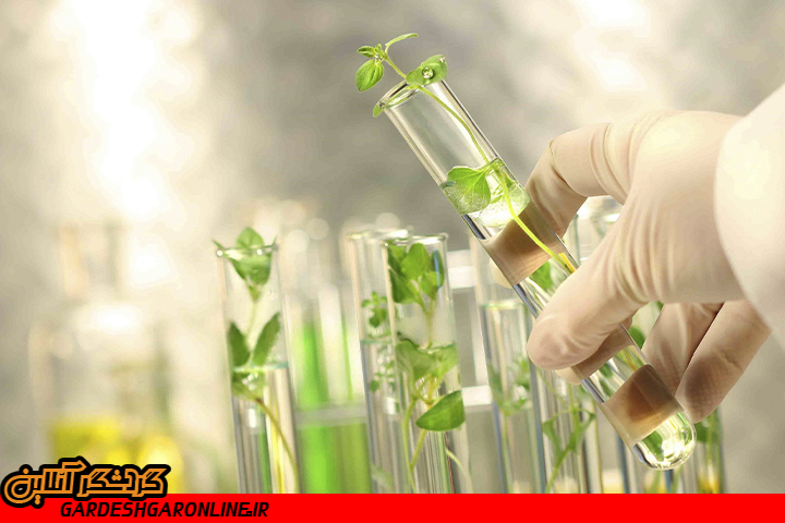 استان لرستان بزرگترین بانک ژن گیاهان دارویی کشور است