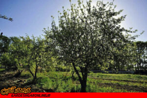 باغ سیب مهرشهر زخم تبر سال‌های گذشته را از یاد برده است