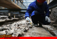 کشف بقایای حیوانات کمیاب در چین